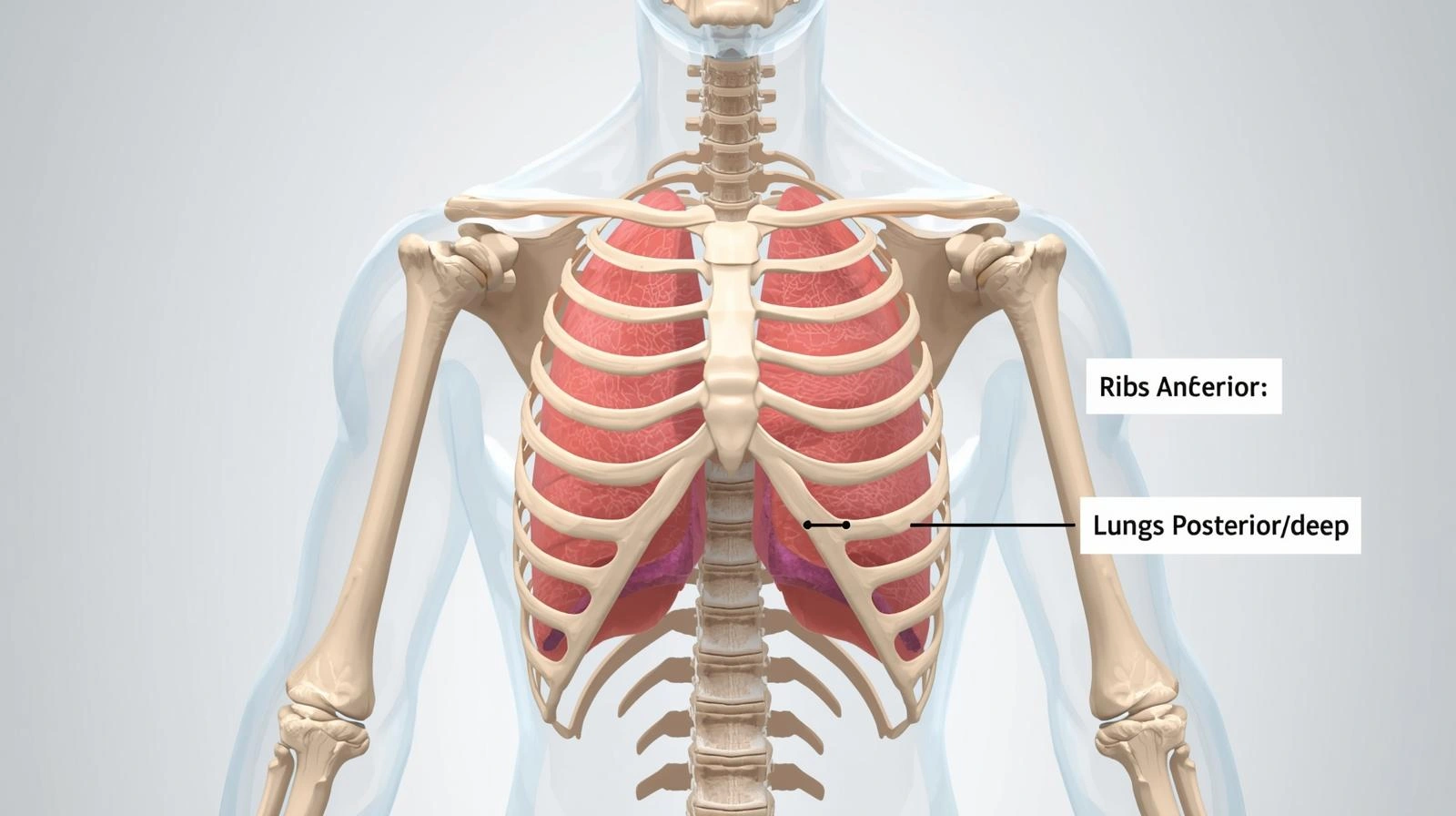 NursesPath | Ribs vs Lungs