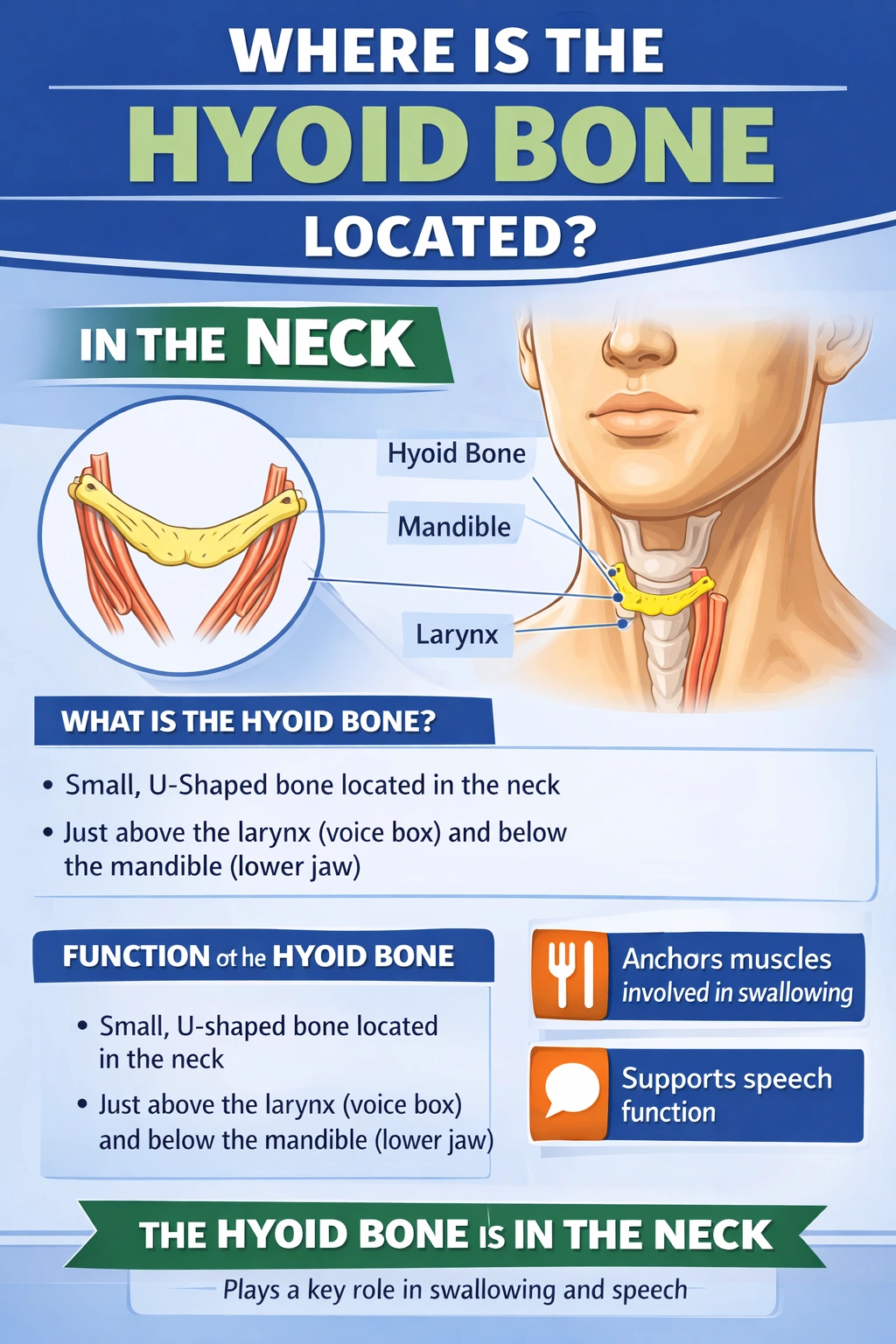 Where is the hyoid bone located? 