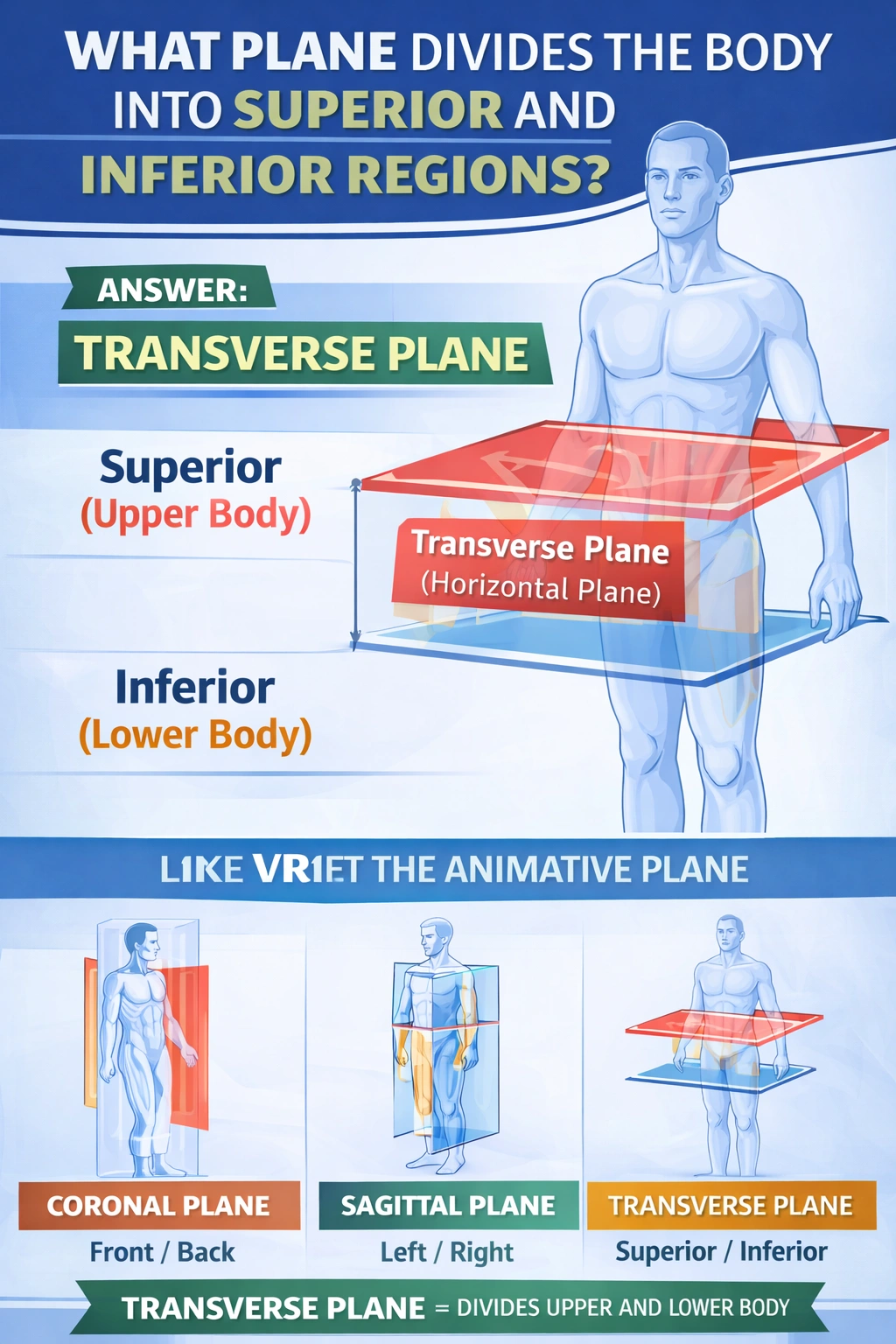 11.	The imaginary line that separates the body into superior and inferior regions is called the ____. 