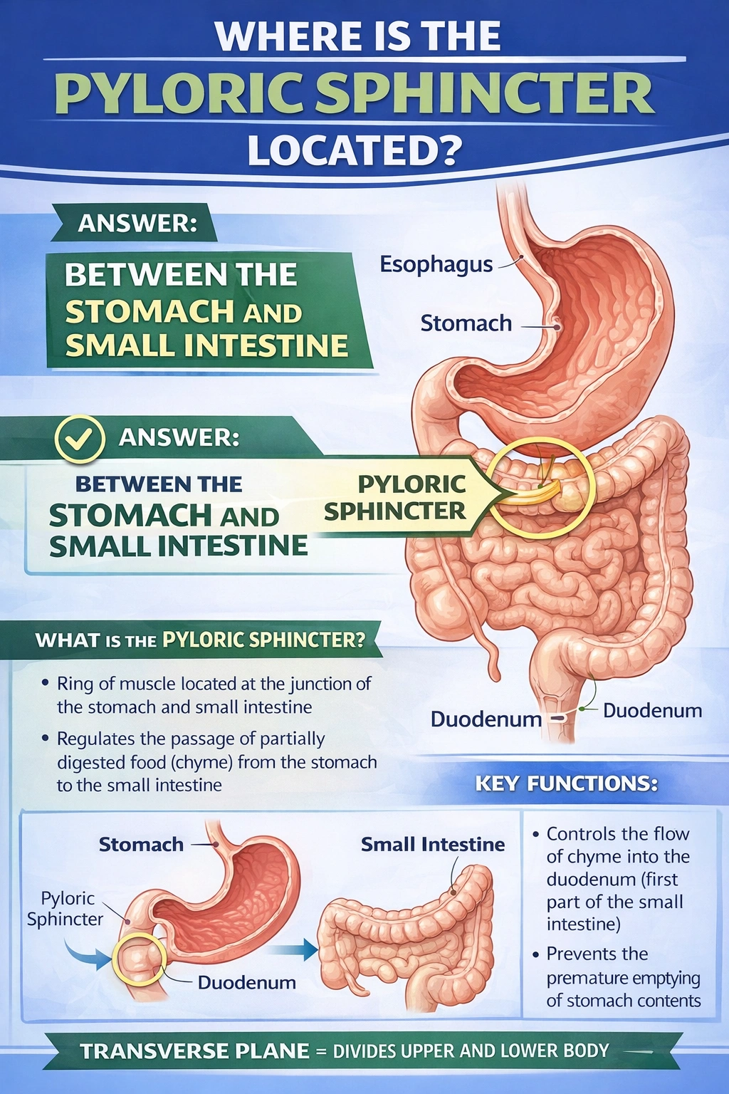 The pyloric sphincter is located between ____. 