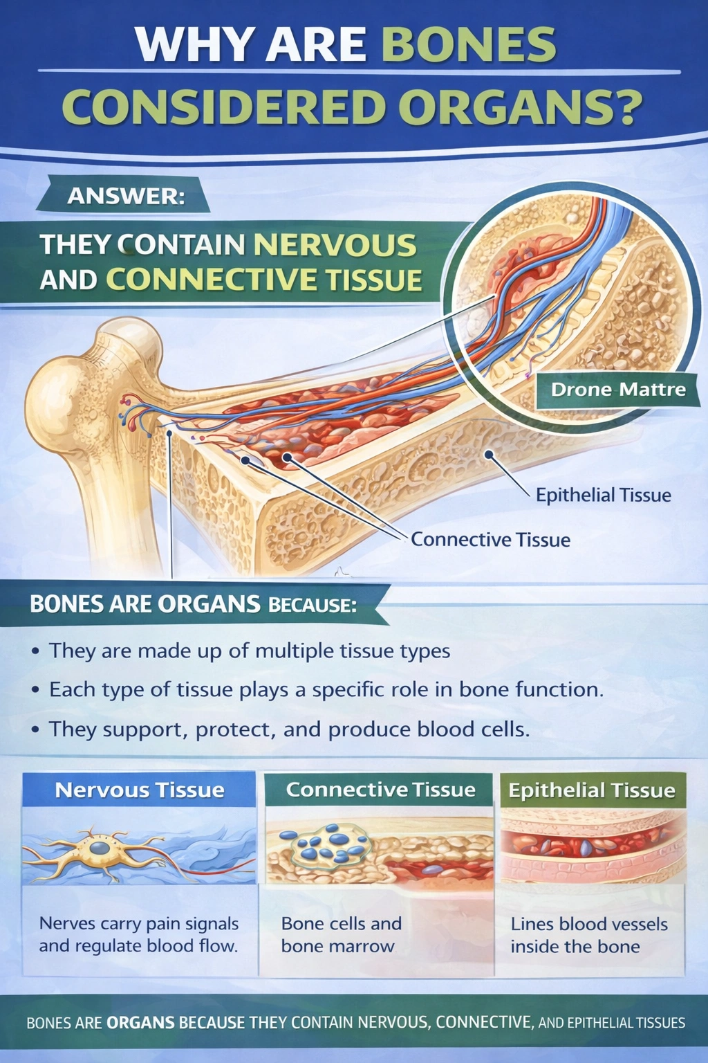 Which of the following is a reason that bones are considered organs? 