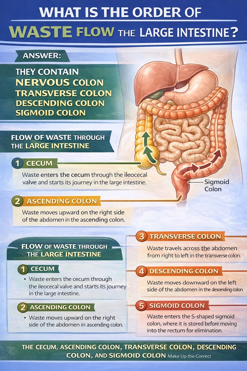 Which of these shows the correct order of the flow of waste through the large intestine?