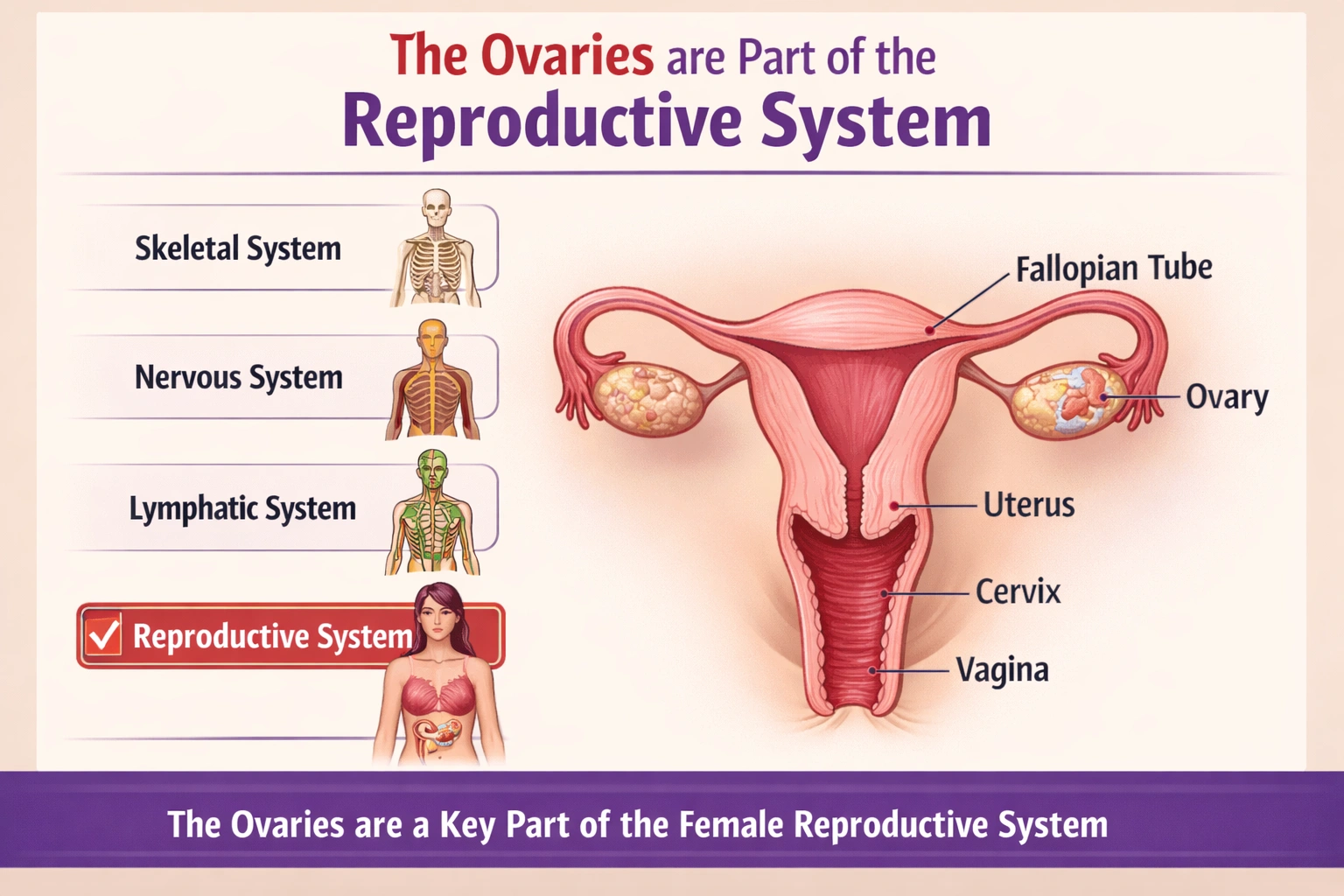 The ovaries are part of the ___________.