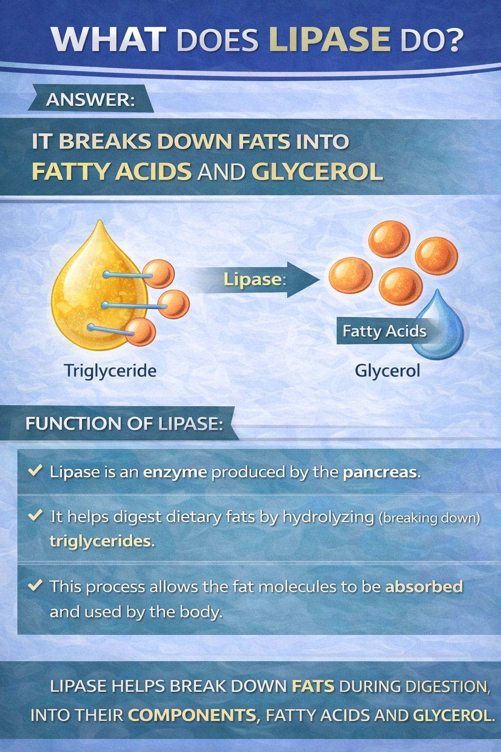 What does lipase do