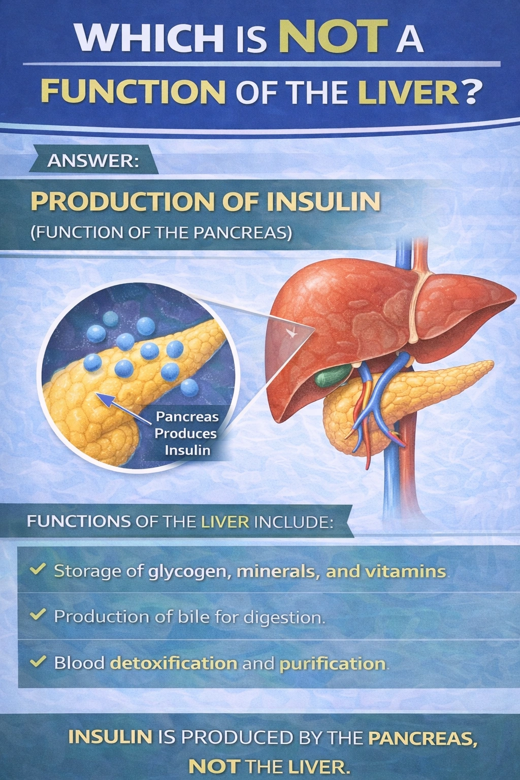 Which is not a function of the liver?