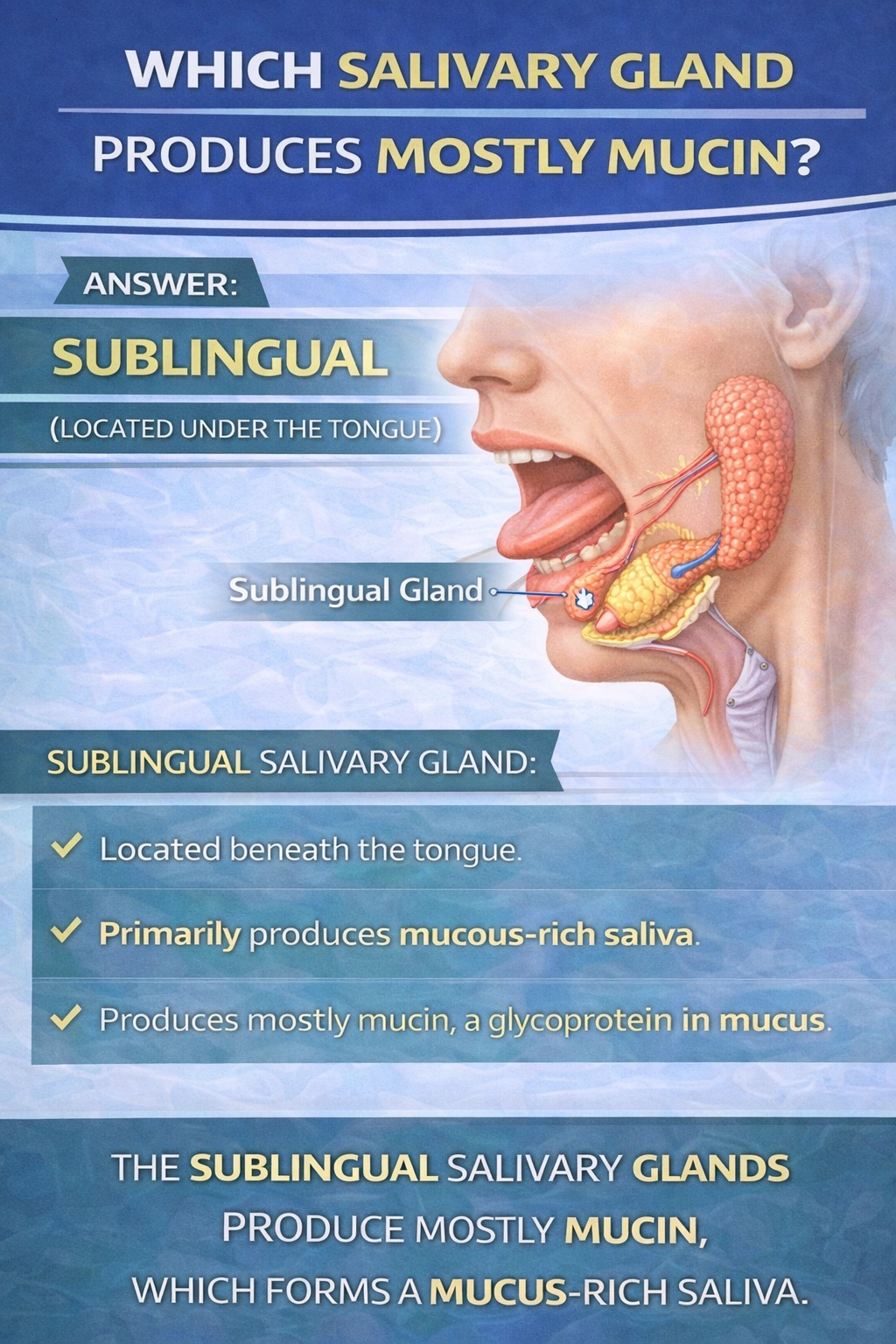 Which salivary gland produces mostly mucin?