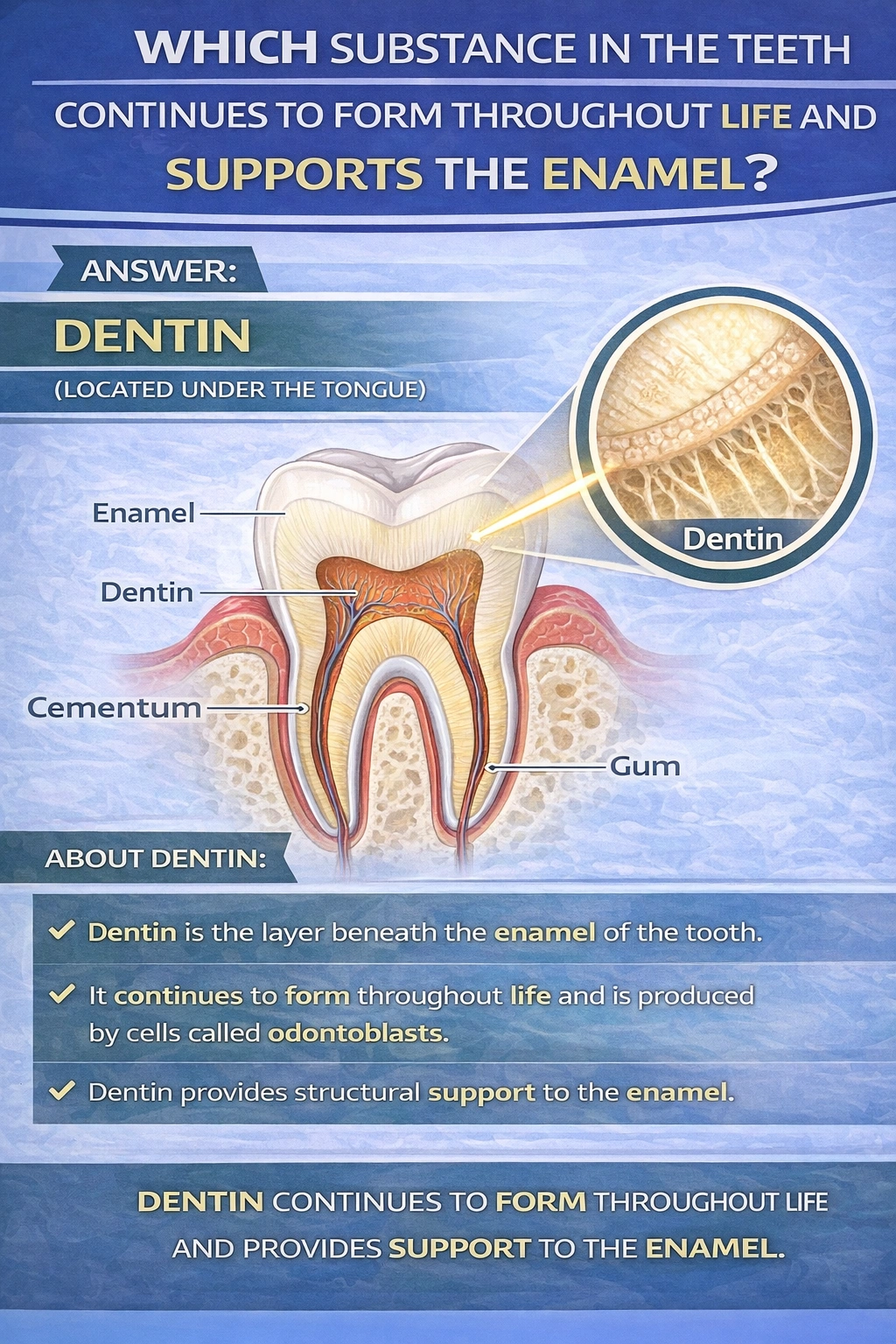 26.	Which substance in the teeth continues to form throughout life and supports the enamel? 
