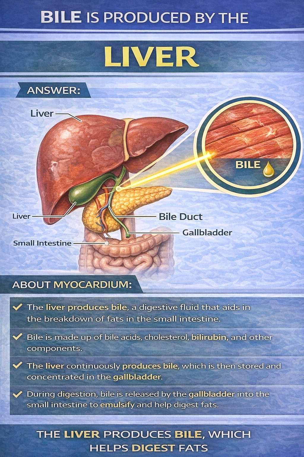Bile is produced by the ____.
