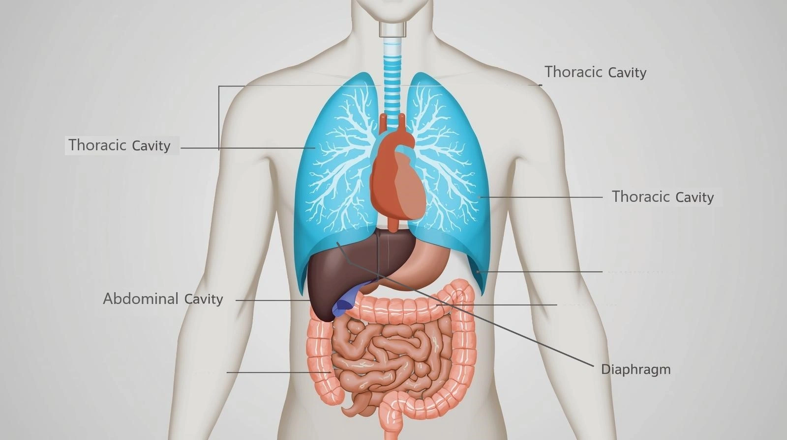 NursesPath |  Diaphragm