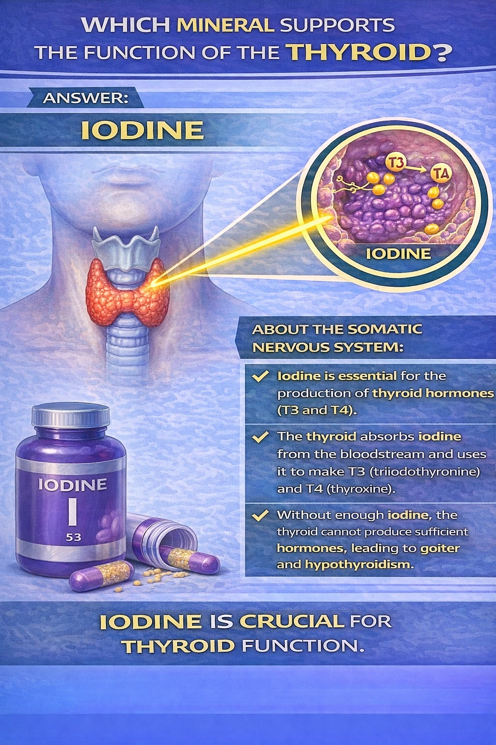 Which mineral supports the function of the thyroid?