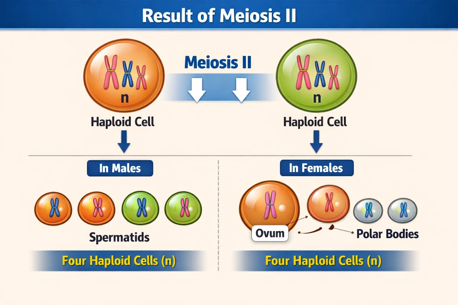 NursesPath | Meiosis Results