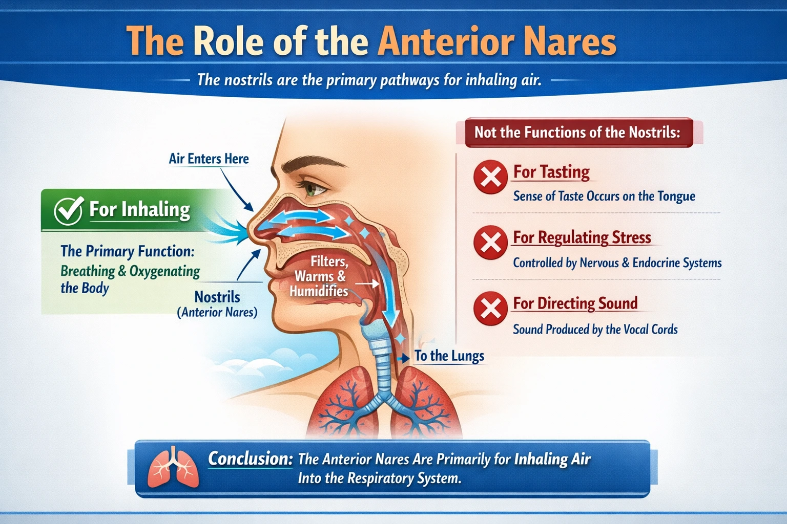 How do humans use their anterior nares?