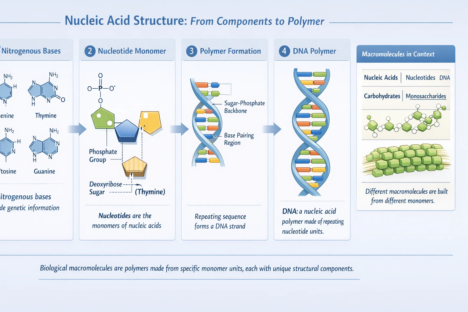 Nucleic Acid Structure from components to polymer