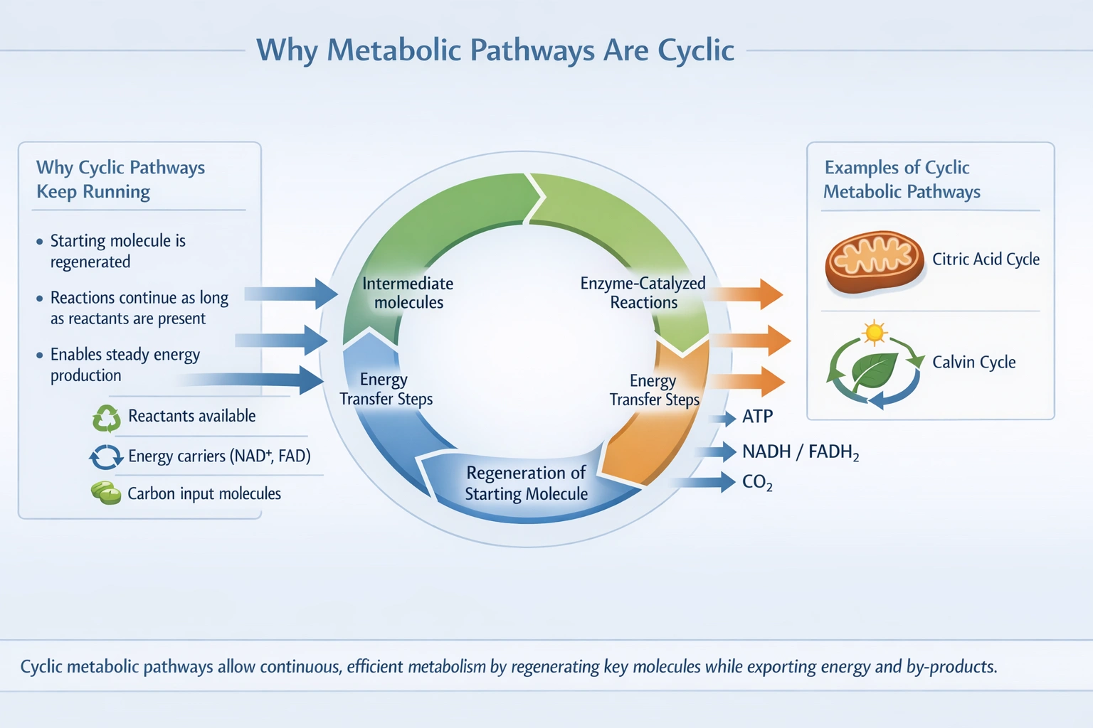 Cyclic pathways in metabolism