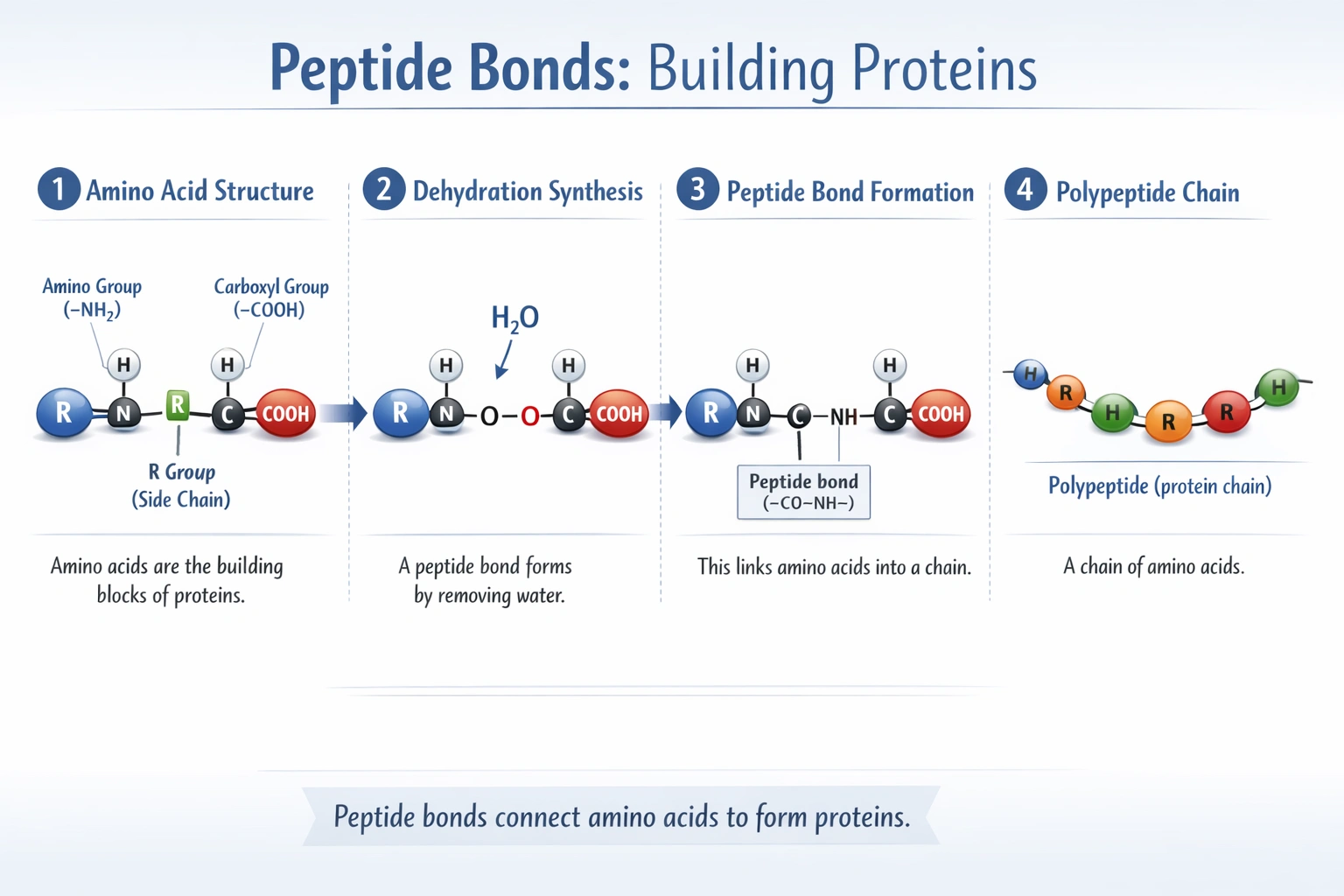 Peptide bond formation
