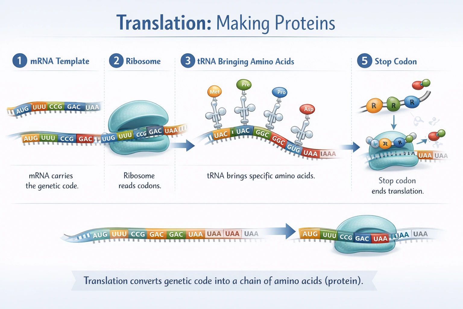 Translation of genetic code into protein