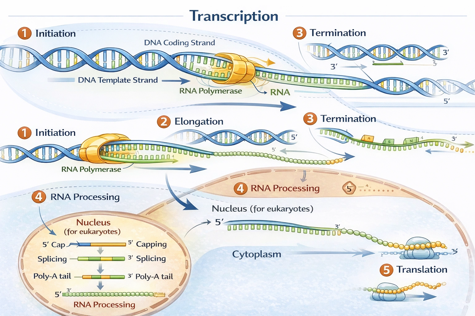 Transcription and translation process diagram