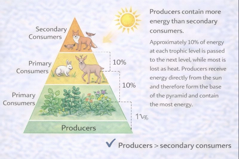 trophic levels in an ecosystem