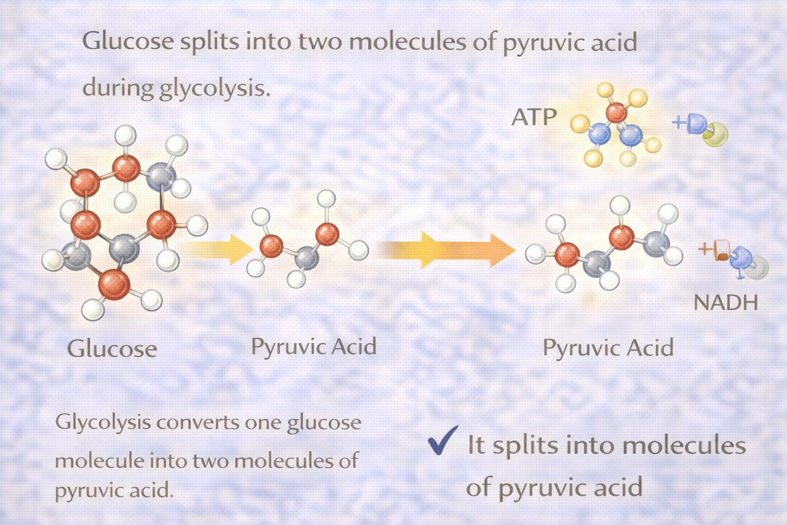 glycolysis