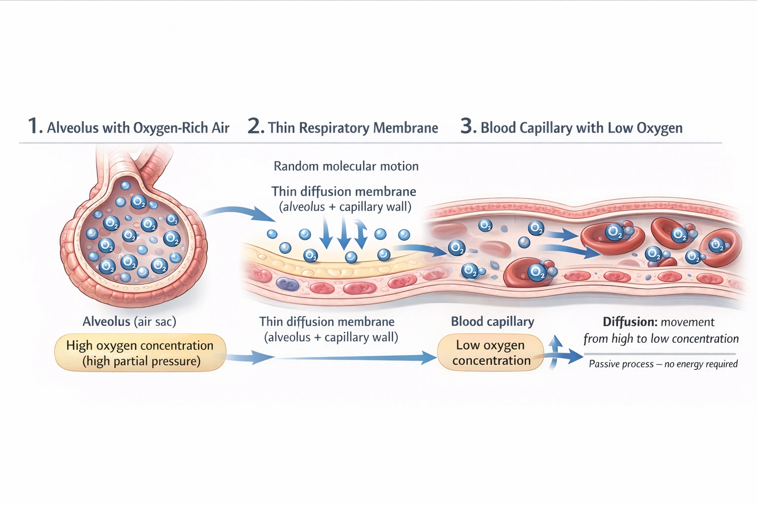 Oxygen diffusion in the lungs