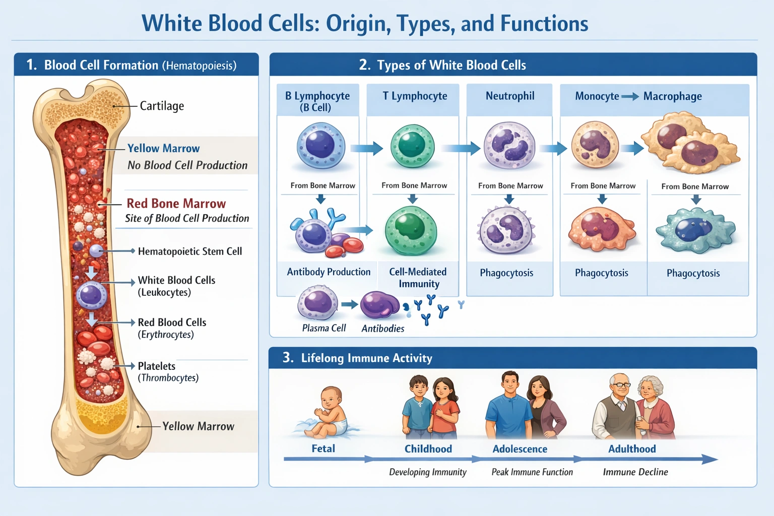Which statement about white blood cells is true?