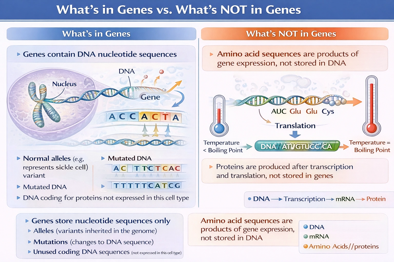 Which of the following CANNOT be found in a human cell's genes?