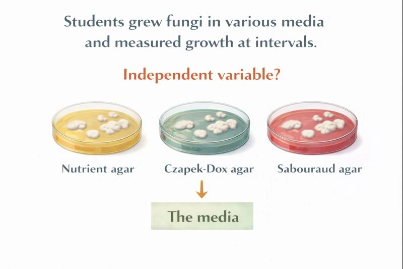 Students grew fungi in various media and measured growth at intervals. What was the independent variable?