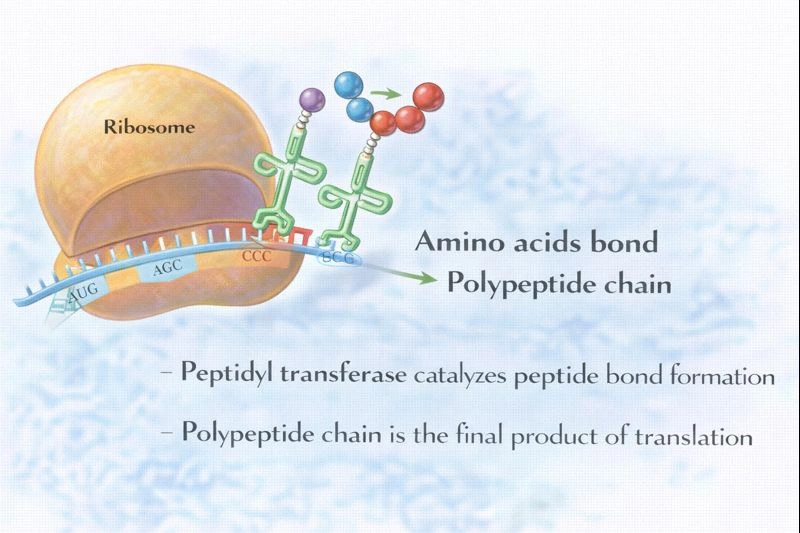 Which option names a final step in protein synthesis?