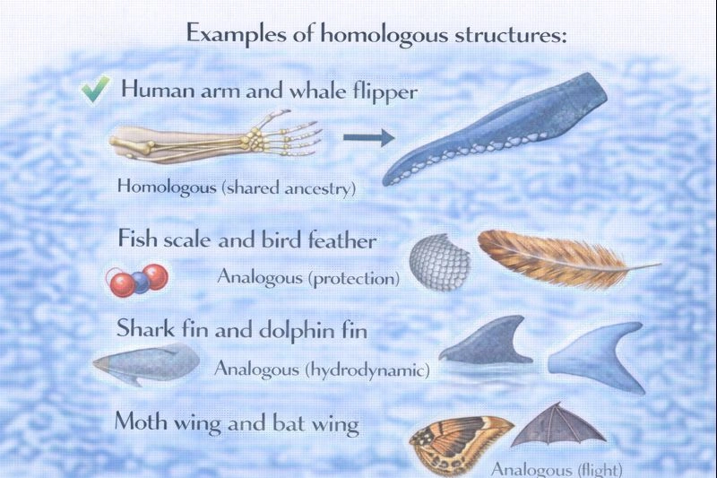 Which are examples of homologous structures?