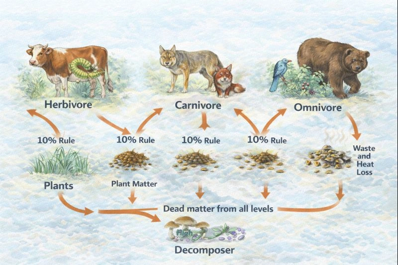 Whose efficiency of energy is greater?
