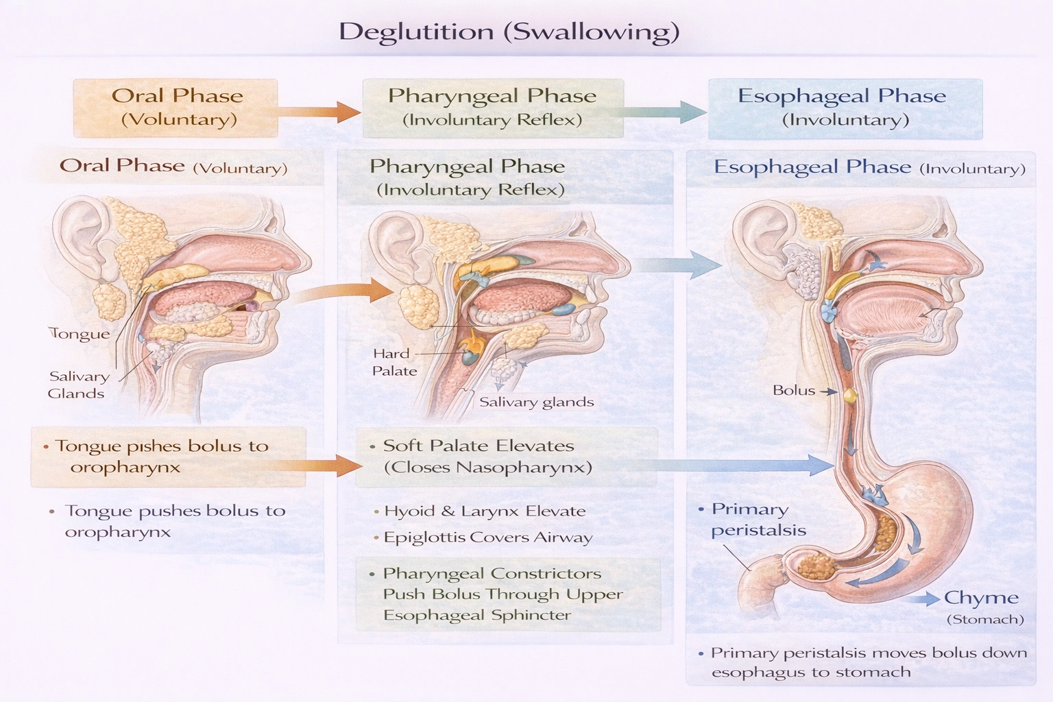 Deglutition is the process of