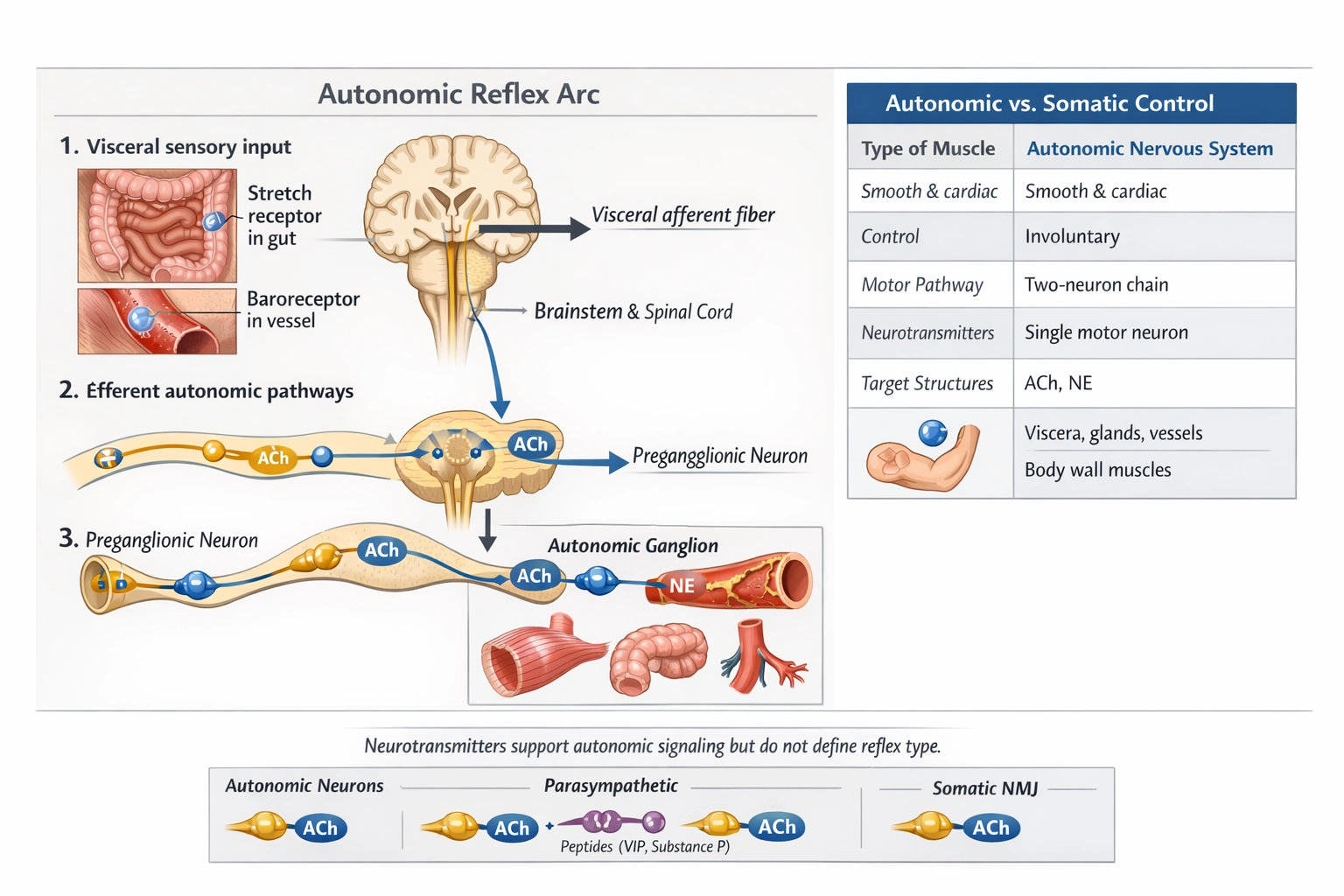 Which of the following regulates activity of smooth muscles?