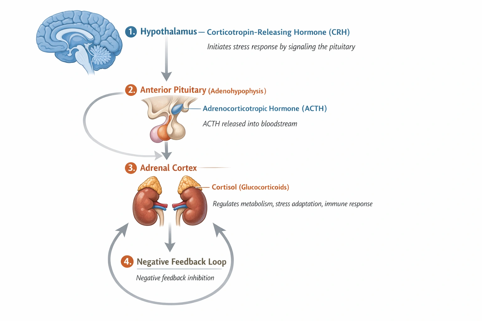 Which of the following glands produces the (ACTH)?