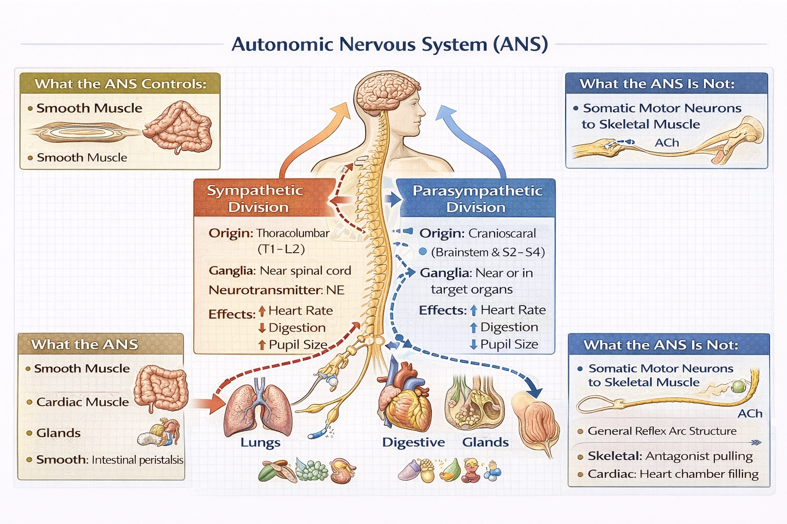 Which of the following about the autonomic nervous system (ANS) is true?