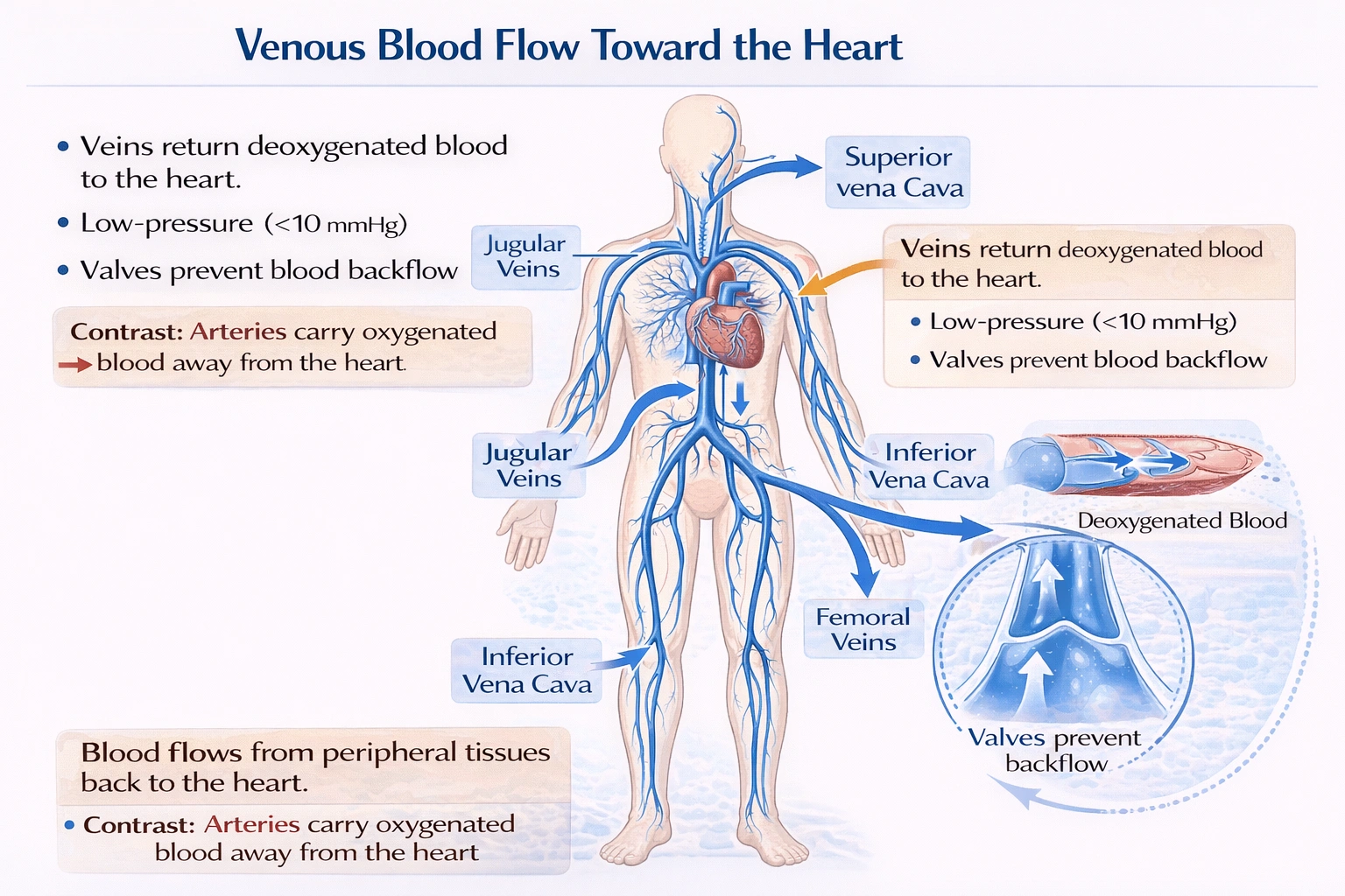 Blood in the venous system of the body flows