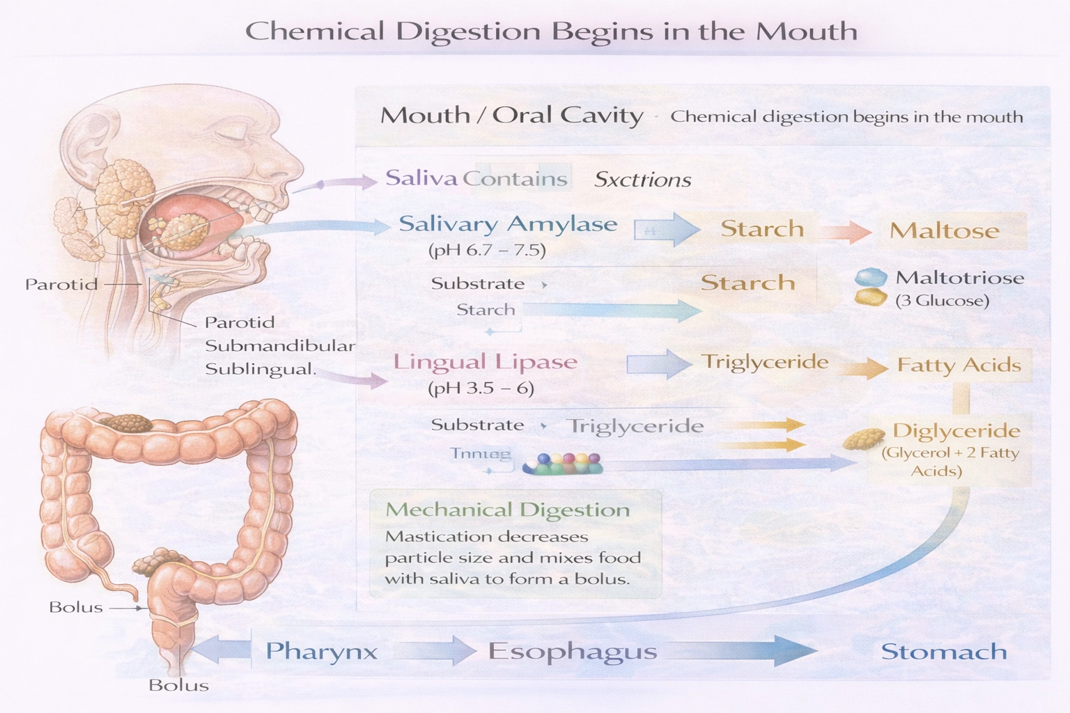 Chemical digestion of food begins in the