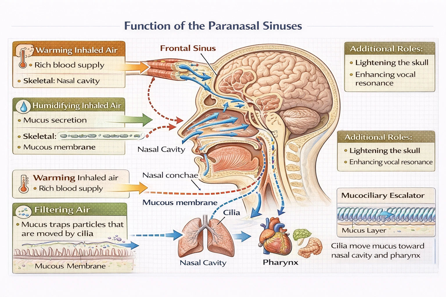 What is the function of the sinuses?