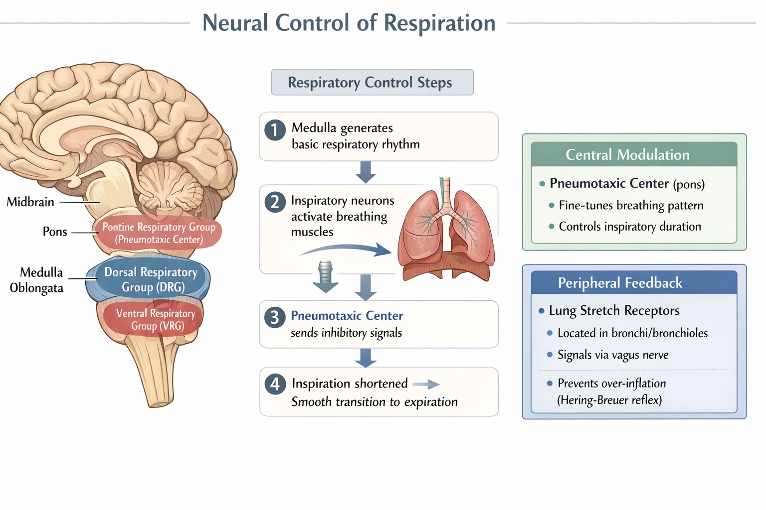 The pneumotaxic area of respiration is located in the