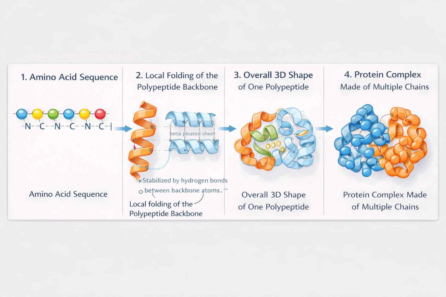 Which level of protein structure is defined by the folds and coils of the protein's polypeptide backbone?