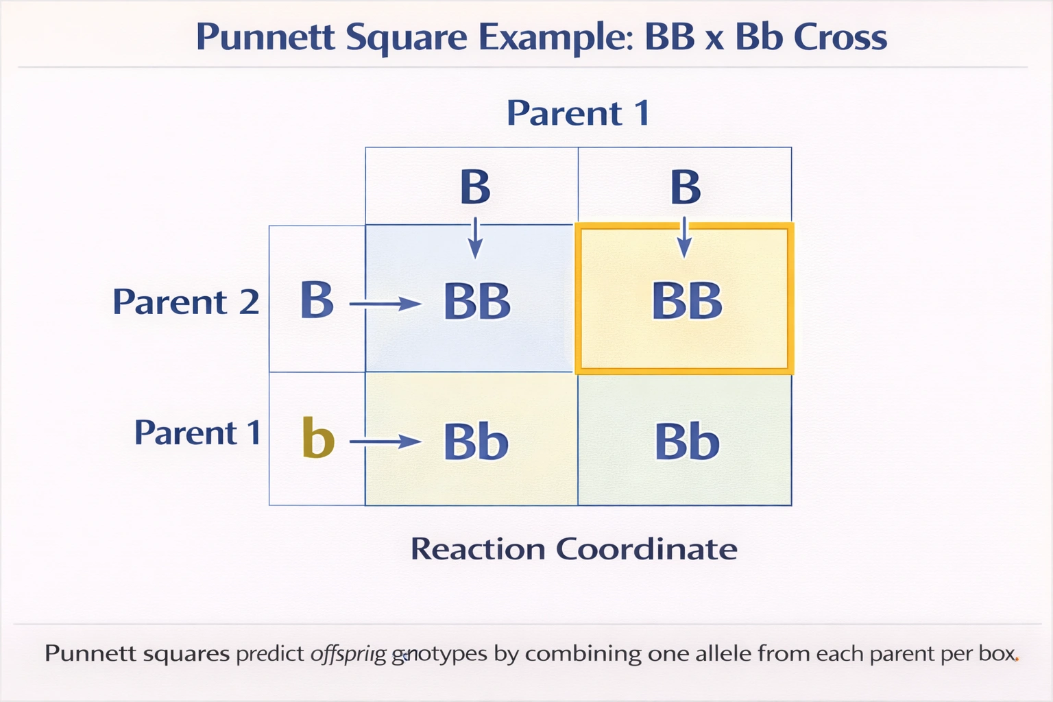 The Punnett square shown here indicates a cross between two parents, one with alleles BB and the other with alleles Bb. Select the correct entry for the upper right box in the Punnett square, which is indicated with the letter, x: