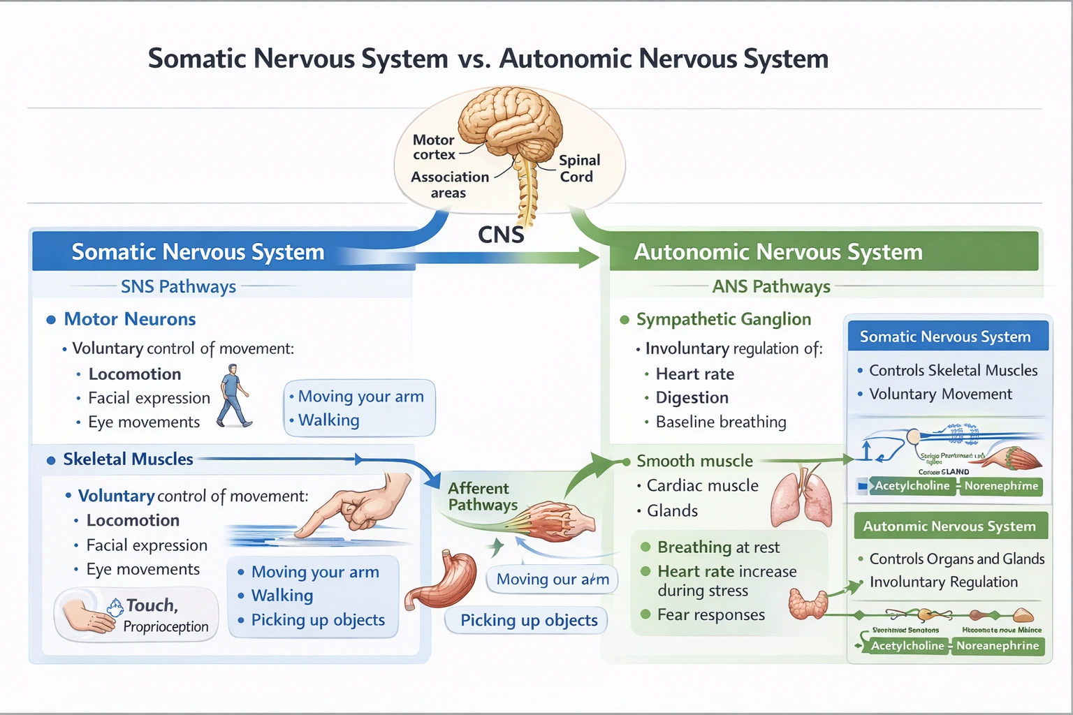 The somatic nervous system is responsible for which of the following?