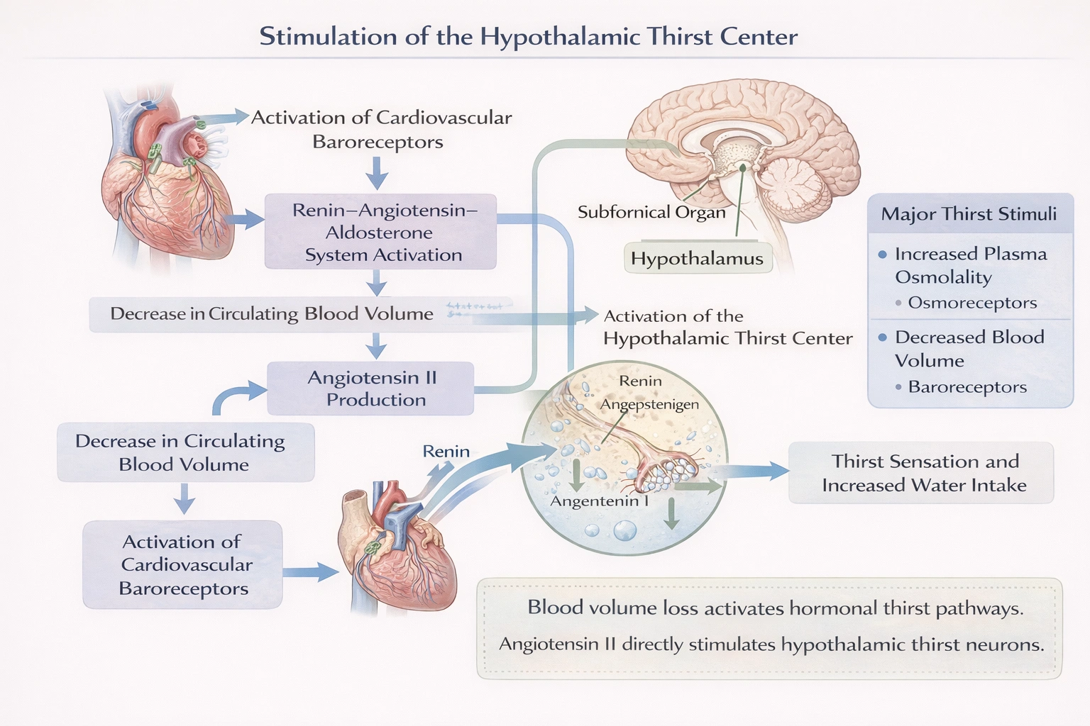 Which of the following stimulates the hypothalamus to initiate the thirst sensation?