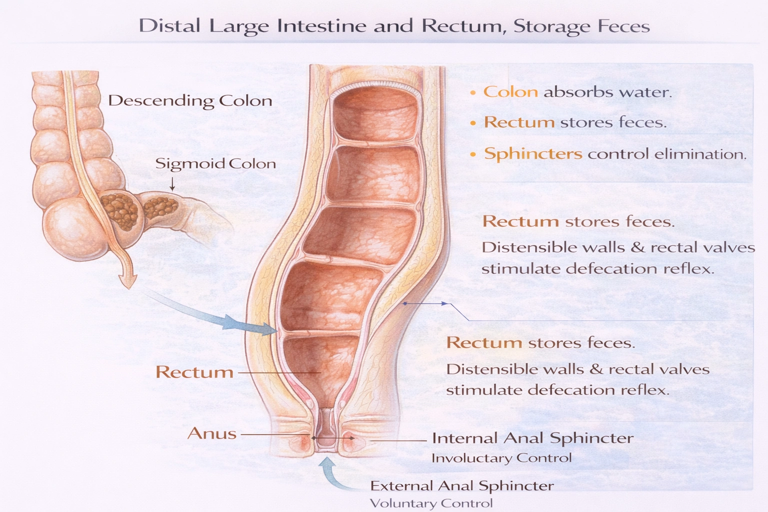 Which structure stores feces for elimination?